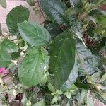 Petiveria alliacea Leaf