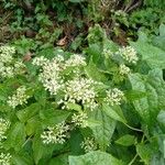 Mikania scandens Flors