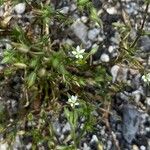 Sabulina tenuifolia Çiçek