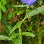 Salvia azurea Blad