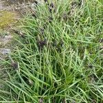 Carex montana Floro