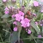 Clinopodium vulgareFlor