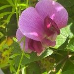 Lathyrus grandiflorus ᱵᱟᱦᱟ