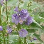 Polemonium foliosissimum Fiore