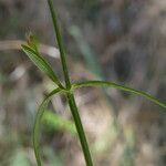 Stellaria graminea Blatt