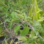 Combretum micranthum Blatt