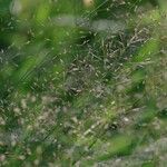 Agrostis stolonifera Fleur