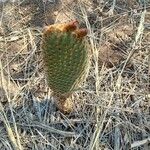 Opuntia rufida Blad