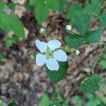 Rubus argutusBlüte