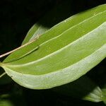 Smilax domingensis Feuille