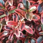 Coprosma repens List