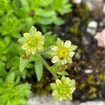 Saxifraga sedoides