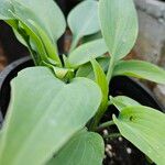 Hosta longipes Blatt