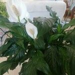 Spathiphyllum wallisiiКвітка