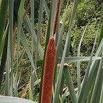 Typha orientalis Žiedas