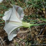 Calystegia longipes Кветка