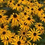 Rudbeckia fulgida Virág