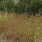 Themeda quadrivalvis Агульны выгляд