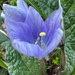 Mandragora officinarum 花