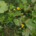 Cucurbita pepoFlor