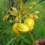 Tacca leontopetaloides Плід