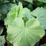 Alchemilla acutiloba Lapas