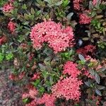 Ixora chinensis Blüte