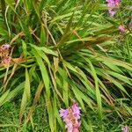 Watsonia borbonica Habitus