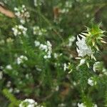 Woollsia pungens Flower