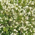 Philadelphus lewisii Natur