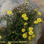 Senecio transiens Tervik taim