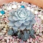 Echeveria lilacinaഇല