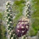 Austrocylindropuntia shaferi Ovoce