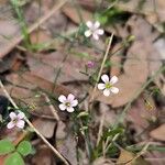 Petrorhagia saxifragaFlower