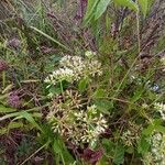 Mikania scandens Flower