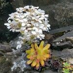 Saxifraga cotyledon Blomma