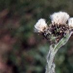 Antennaria carpatica Fruit