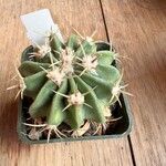 Echinocactus texensis Yaprak