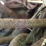 Ctenitis maritima 樹皮