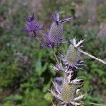 Eryngium leavenworthii Λουλούδι