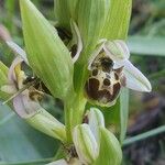 Ophrys umbilicata Fleur