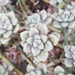 Sedum mendozae 叶