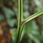 Pteris repens Liść