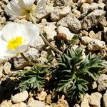 Ranunculus seguieri Habit