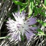 Centaurea aspera Flor