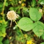 Allium vineale Fruit