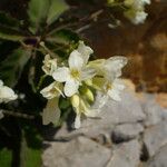 Brassica insularis Fleur