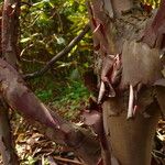 Rhododendron erosum Corteza
