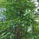 Castanea crenata 整株植物