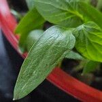 Capsicum frutescens Blatt